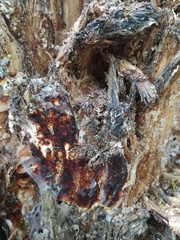 Eichleriella deglubens