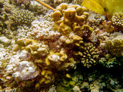 Hydnophora microconos