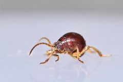 Gibbium aequinoctiale