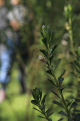 Baccharis tricuneata