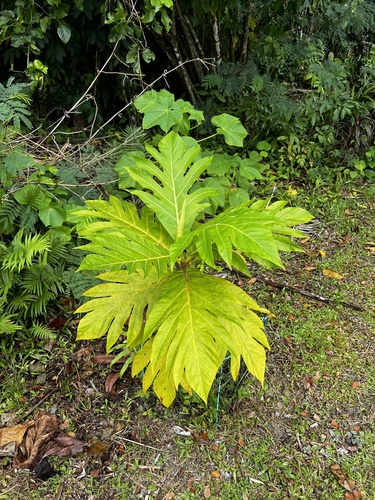 Artocarpus altilis observed 2026-07-12