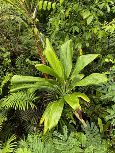 Cordyline fruticosa observed 2026-07-12