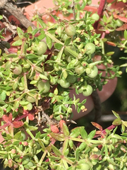 Galium porrigens porrigens