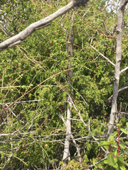 Galium porrigens porrigens