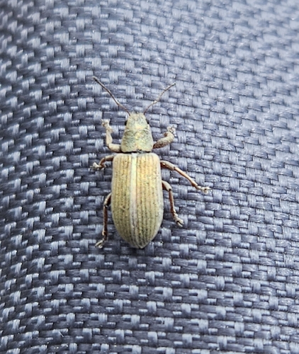 iNaturalist observation photo of Pachyrhinus elegans