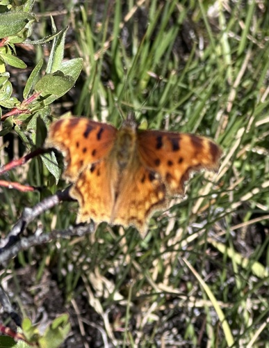 iNaturalist observation photo of Hoary Comma