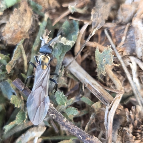 Polyrhachis ornata
