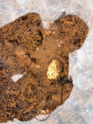 Leptastrea purpurea observed 2026-06-05