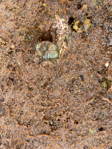 Dictyosphaeria versluysii observed 2026-06-05