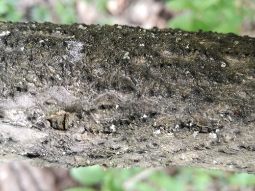 Representative image of Peroneutypa