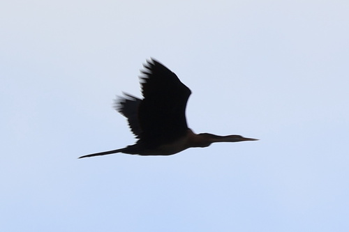 iNaturalist image