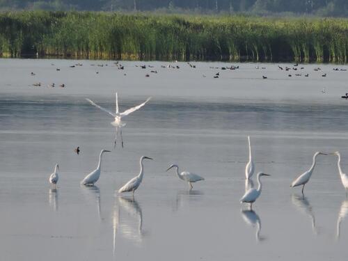 Great Egret