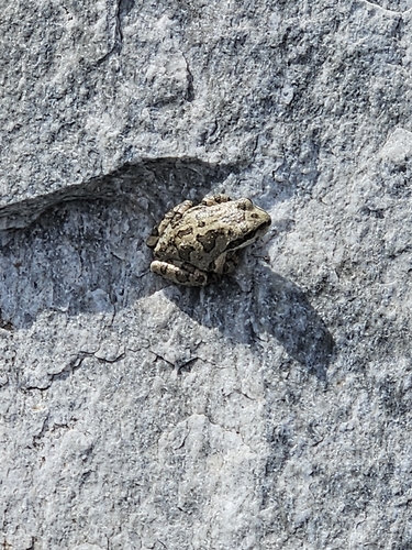 iNaturalist observation photo of Pacific chorus frog