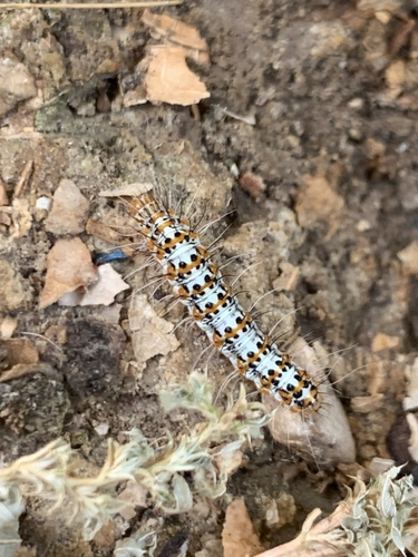 Crimson-speckled Flunkey