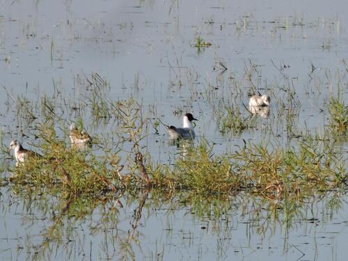 Black-headed Gull