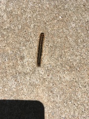 Malacosoma americana