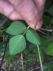 Desmodium molliculum