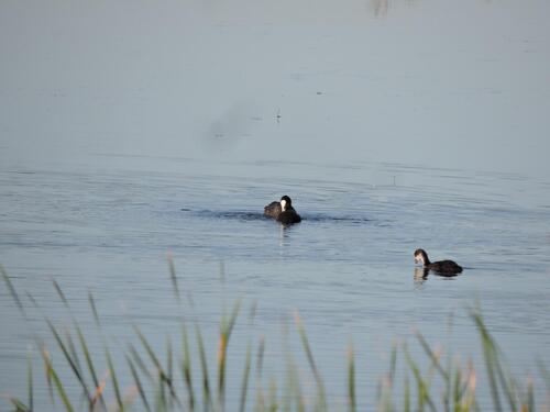 Eurasian Coot