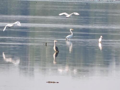 Grey Heron
