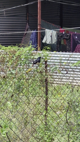 Oriental Magpie-Robin