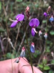 Desmodium molliculum