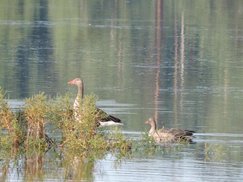 Greylag Goose