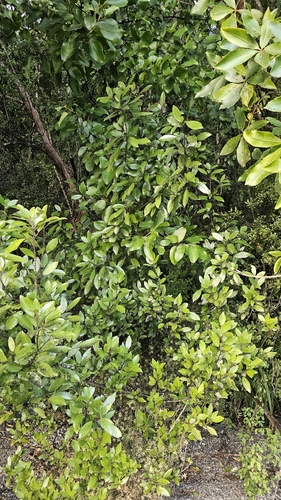 Raukaua simplex, photograph 6