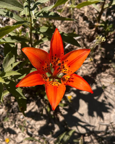 Wood Lily