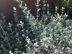 Salvia chamaedryoides