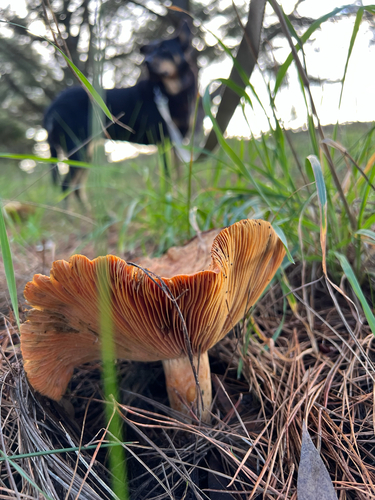 saffron milkcap