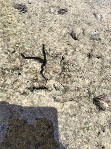 Ophiocoma erinaceus observed 2026-07-14