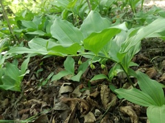 Polygonatum latifolium