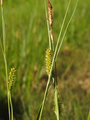 Carex laevigata