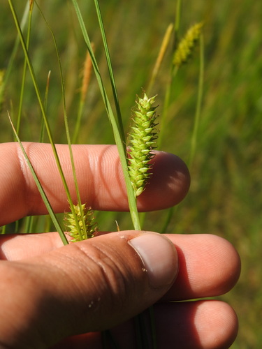 Carex laevigata, photograph 2