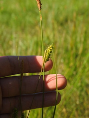 Carex laevigata, photograph (c) Duarte Frade, some rights reserved (CC BY)