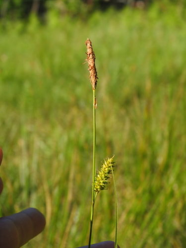 Carex laevigata, photograph 4