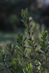 Baccharis tricuneata