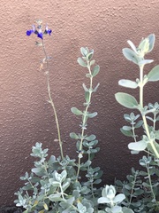 Salvia chamaedryoides
