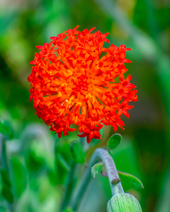 Kleinia fulgens