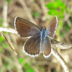 Hemiargus hanno hanno