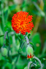 Kleinia fulgens
