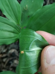 Polygonatum latifolium