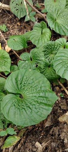 Nervilia concolor observed 2026-07-12
