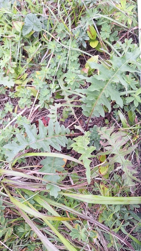 Saussurea pulchella, photograph 5