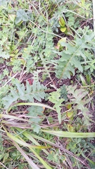 Saussurea pulchella, photograph (c) Violetta Dzizyurova, some rights reserved (CC BY)