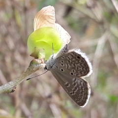 Hemiargus hanno hanno