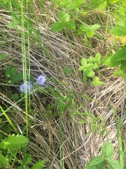 Veronica austriaca, photograph (c) Dmitriy Bochkov, some rights reserved (CC BY)