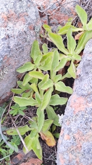 Aster spathulifolius