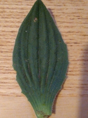 Plantago media