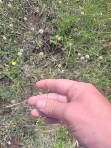 Holosteum umbellatum, photograph 1